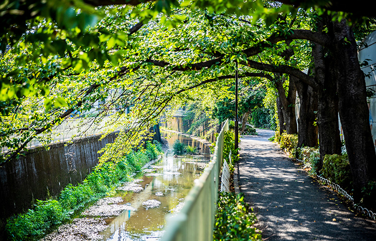 ジオガーデン杉並高井戸西