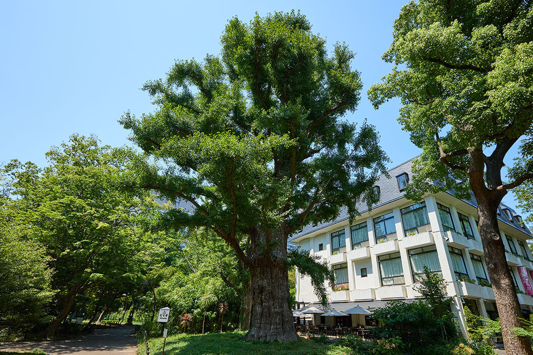 『日比谷公園』の大きな首賭けイチョウ