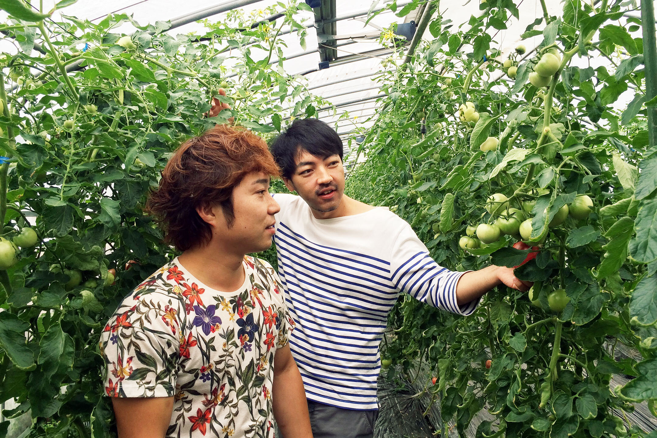 トマト農園を見学する堀田さん