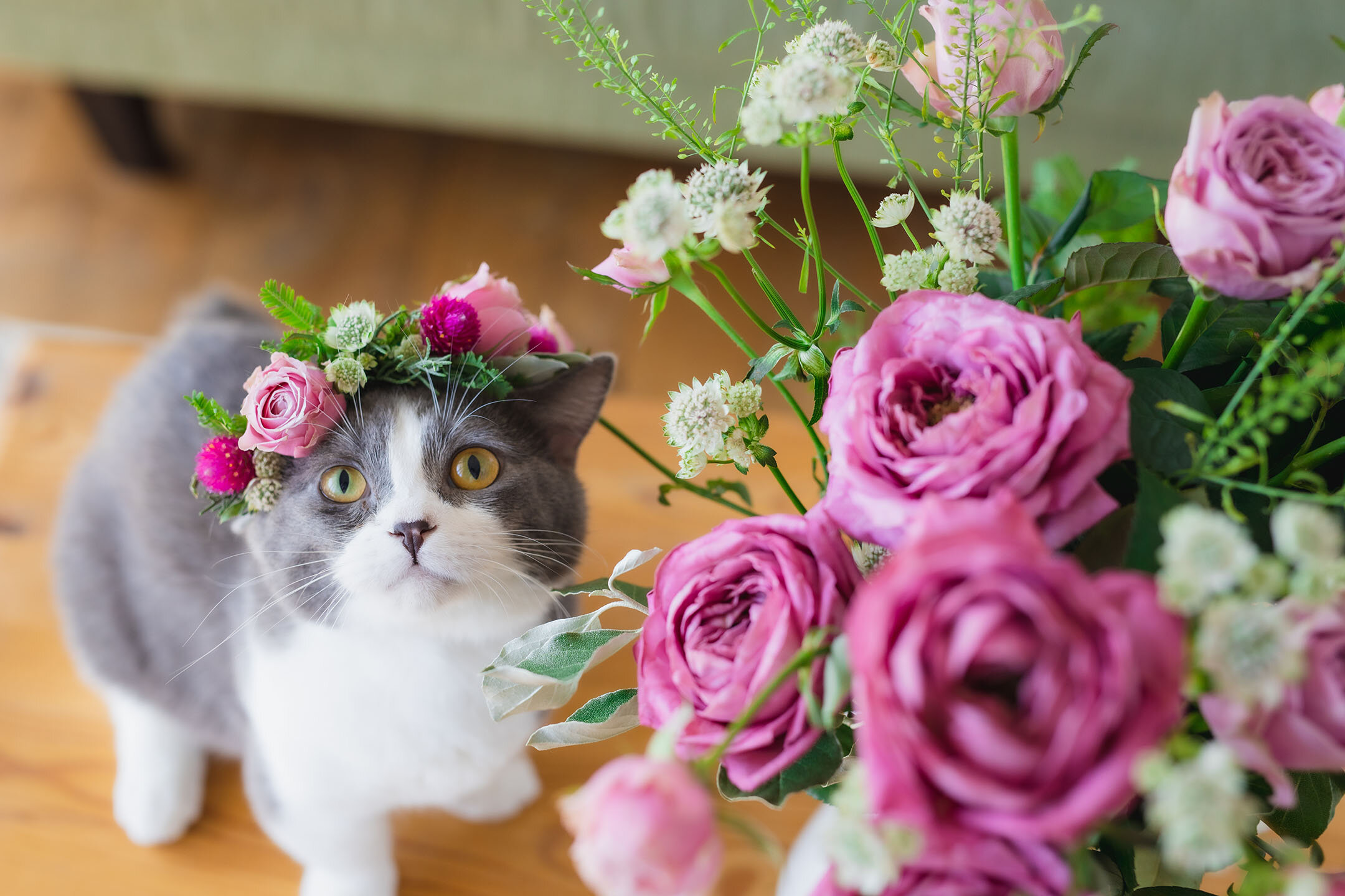 猫の日の販促企画の作品、猫に花をコーディネート