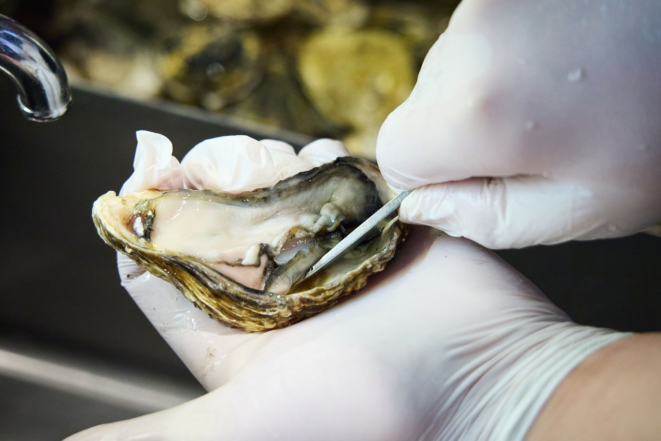 細心の注意を払って、殻から牡蠣を取り出すシェフの手元