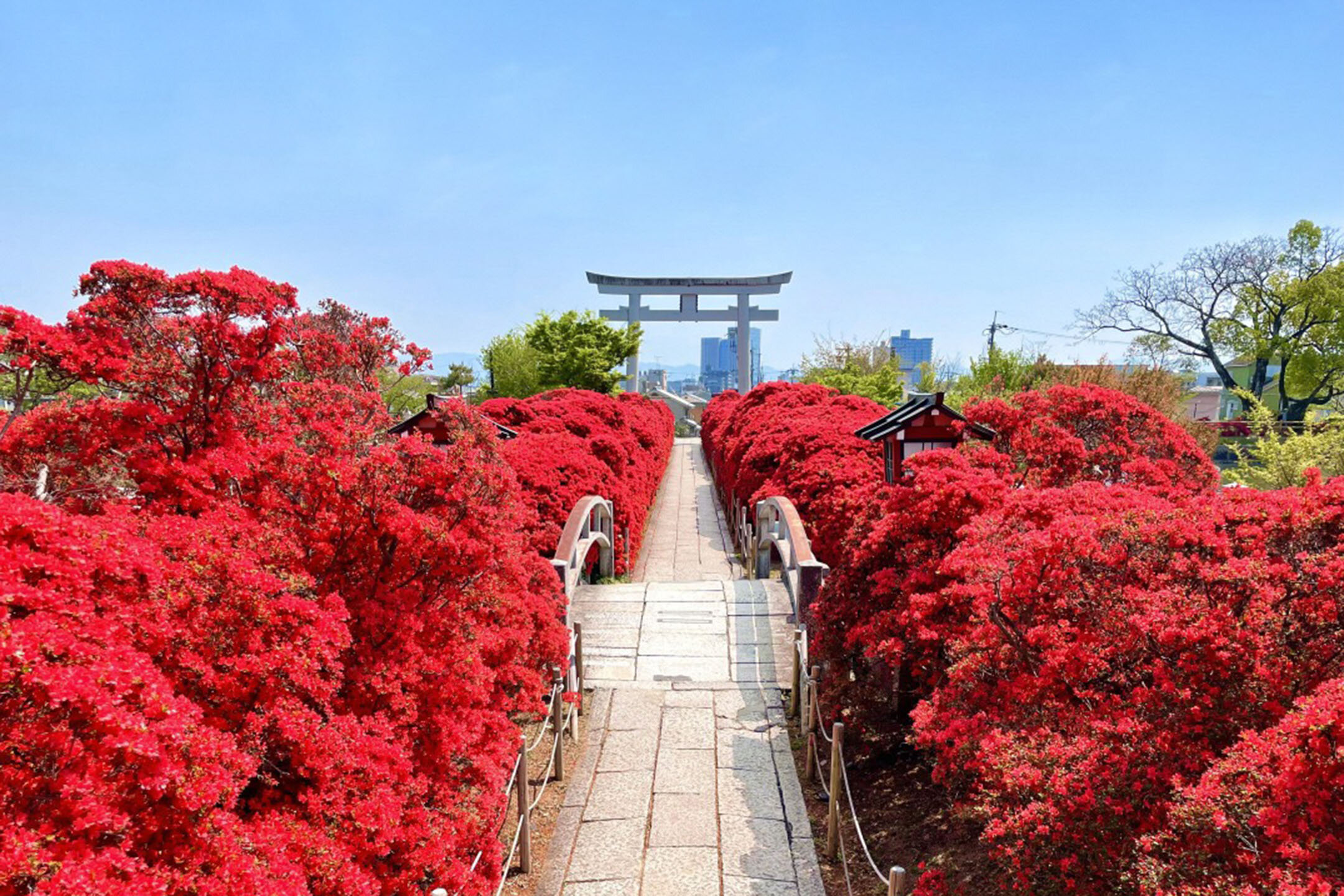 4月中旬から下旬にかけて見頃を迎えるきりしまつつじと大鳥居